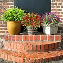outdoor flowers